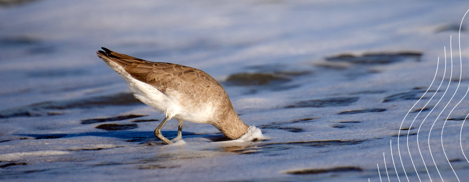 Bird with it's head in the sand at Wrightsville beach